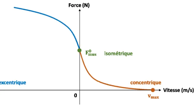 Figure 13.  Relation  force-vitesse  d’un  muscle  de  type-Hill.  