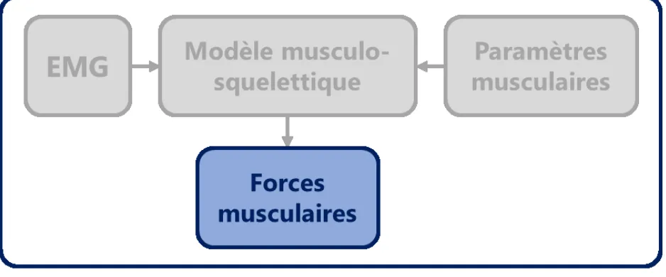 Figure 16.  Estimation des forces musculaires à partir des modèles musculo-squelettiques en  utilisant des méthodes d’optimisation