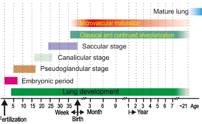 Figure 1.  Human lung development time scale.  