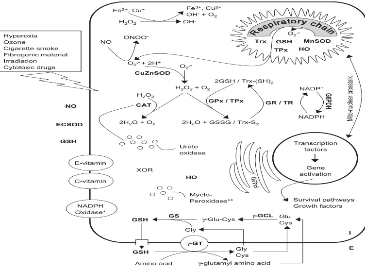 Figure 3.  Significant intra- and extracellular sources of oxidants and antioxidants. 