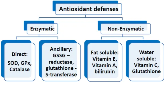 Figure 4.  Summary of important antioxidants. 