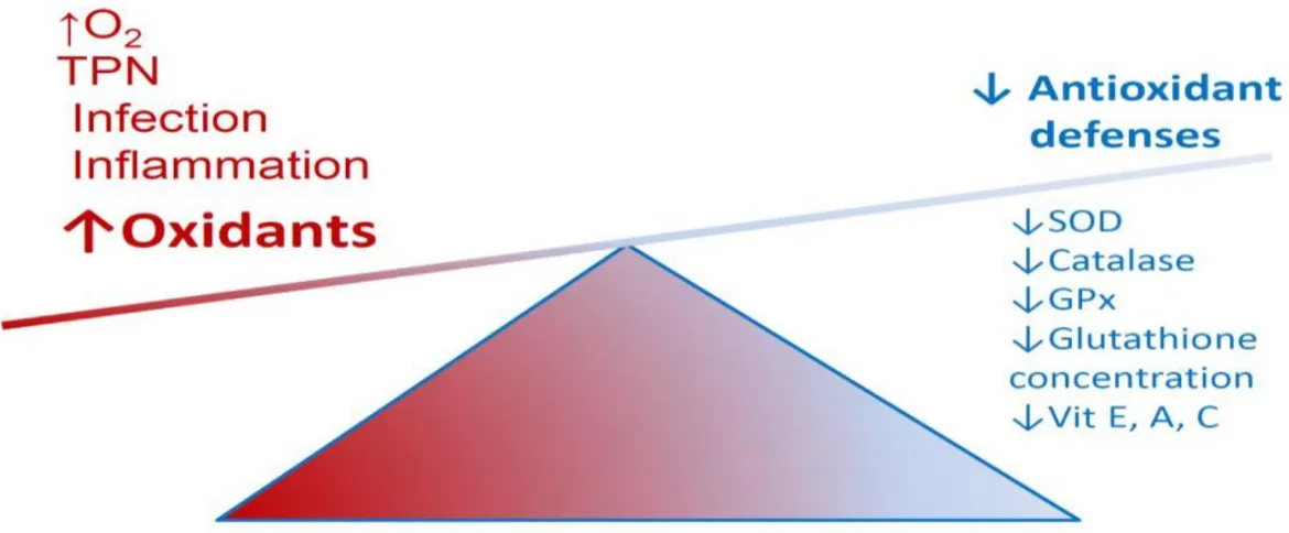 Figure 8.  Imbalance between oxidants and antioxidants in preterm infants. 