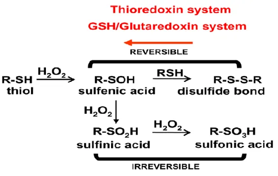 Figure 10.  Different oxidation states of a sulfur atom upon H2O2-dependent oxidation