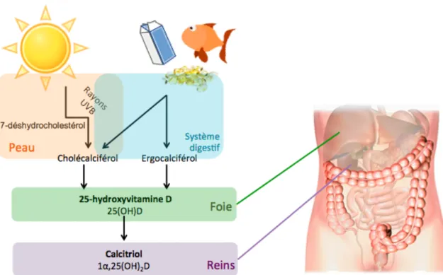 Figure 2 : Le métabolisme de la vitamine D chez l'humain (inspiré de K. Herscovitch et al.) 