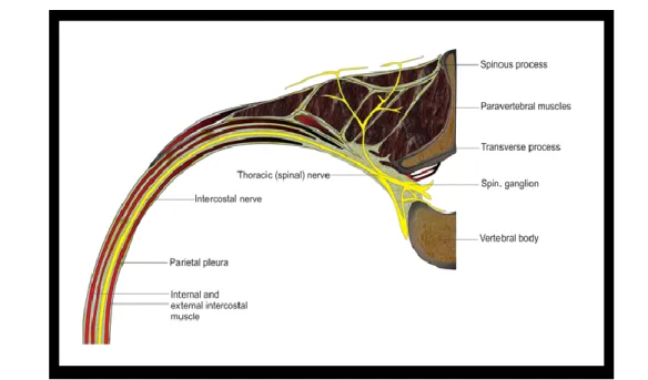 Figure 2.  L'espace  paravertébral  et  les  paramètres  anatomiques  au  niveau  thoracique  