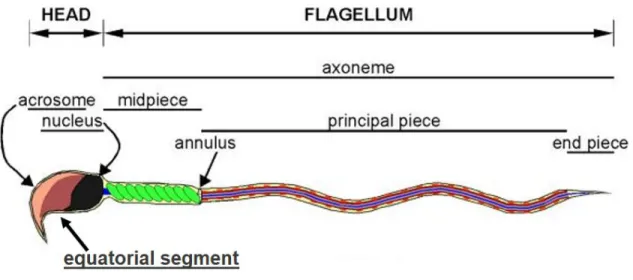 Figure 2 :  Schematic  drawing  of  a  mouse  sperm  cell,  illustrating  the  compartments  (head  and flagellum) and their respective sub-compartments