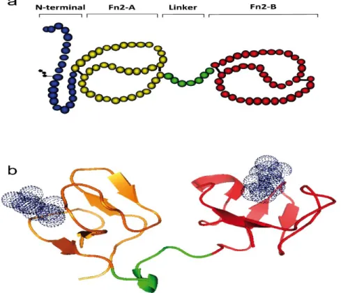 Figure 3 :  a. Illustration of the structure of the bovine BSP1 protein. b. 3D structure of  bovine BSP1; each Fn2 domain is composed of two anti-parallel β-sheets connected by a  α-helix