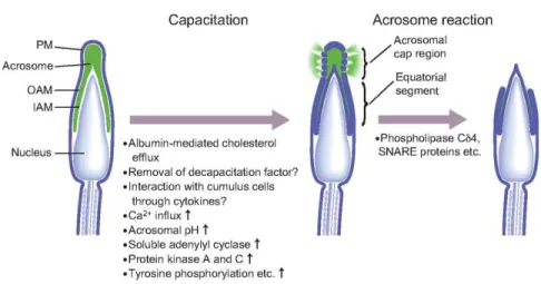 Figure 5 : Physiological and morphological changes occurring in sperm during capacitation  and  acrosome  reaction