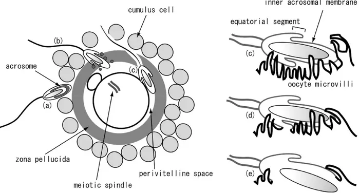 Figure 6 : Fertilization scenario. a. After passing through the layer of cumulus cells, a sperm  cell interacts with the zona pellucida b