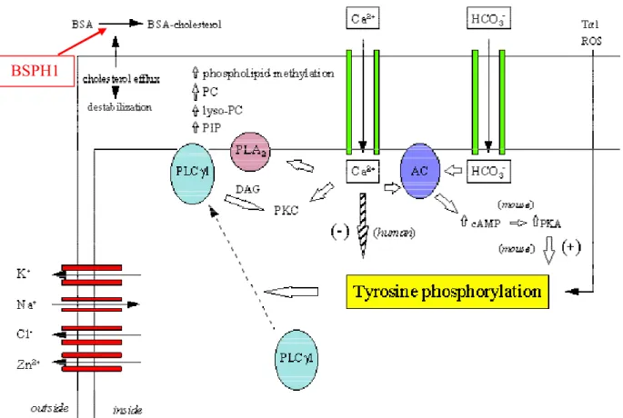 Figure 9: Schematic illustration of the molecular pathways underlying BSA-induced sperm  capacitation  in  vitro