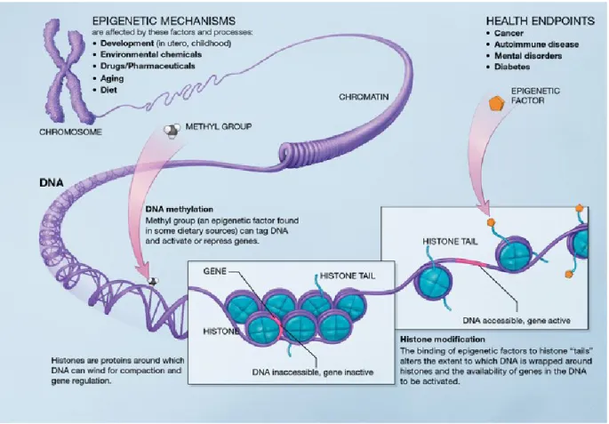 Figure 1.  Différentes modifications épigénétiques:  