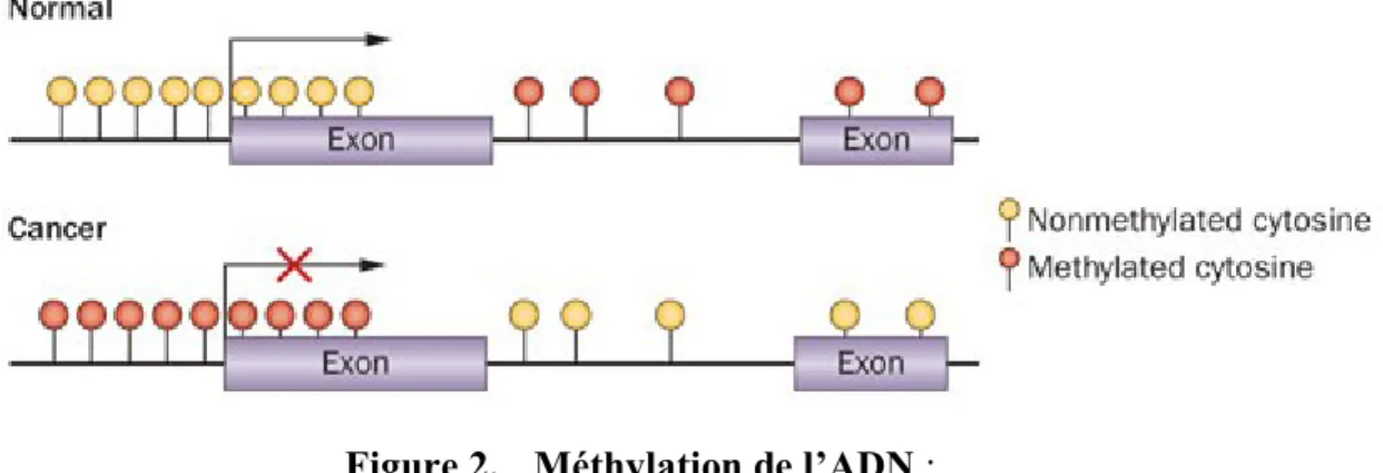 Figure 2.  Méthylation de l’ADN : 
