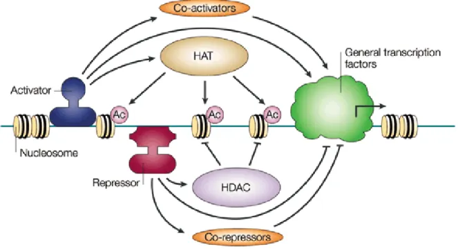 Figure 4.  Les HDACs et HATs :  