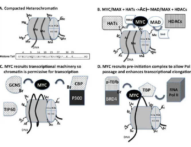 Figure 6.  MYC forme un complexe avec MAX et se lie à l'ADN 