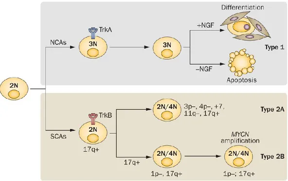 Figure 7.  Les aberrations chromosomiques dans le neuroblastome :  