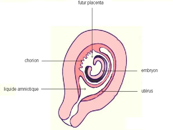 Figure 3 : cavité amniotique 