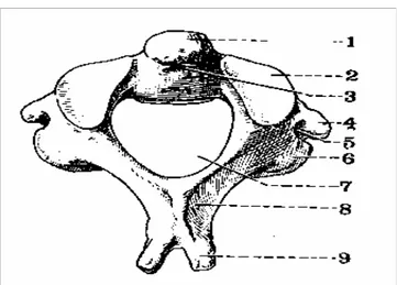 Figure 7 : Vue supérieure de l’axis (15) :  1-  Apophyse odontoïde 