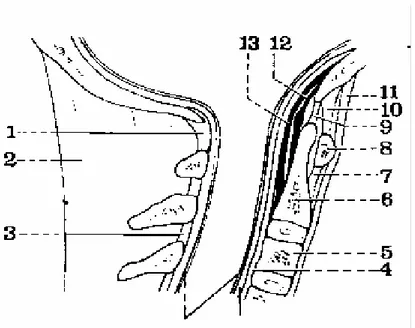 Figure 8 : Coupe sagittale de la charnière crânio-rachidienne (15) :  1-  Membrane atloïdo-occipitale postérieure 