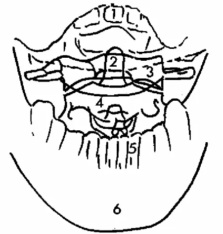 Figure 12: Radiographie de face  « bouche ouverte »(15)  1. Incisive supérieure 