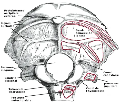 Fig. 10 : Face externe de l’os occipital 
