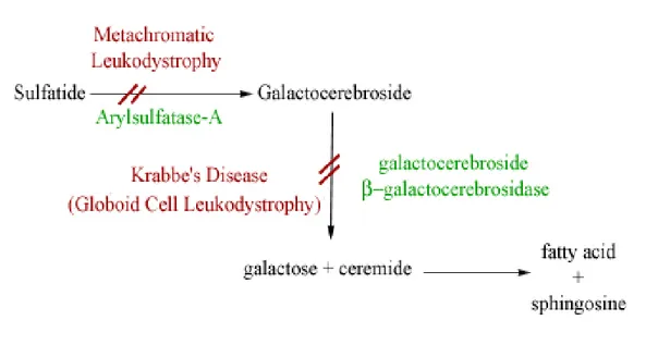 Figure 7: le métabolisme des sulfatides. 