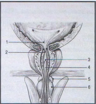 Figure n°3 : Coupe frontale de l’urètre prostatique. 