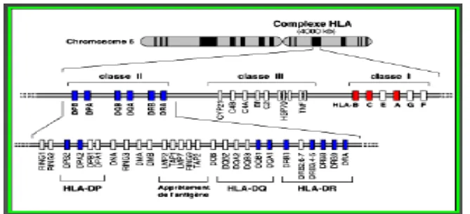 Figure 3 : Organisation génomique de la région HLA, seuls les principaux gènes sont indiqués  [35]