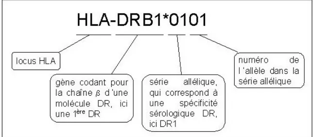 Figure 6 : Principe de la nomenclature des allèles HLA-DRB. 
