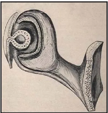 Figure 2 : Vésicule optique au 33 éme  jour  