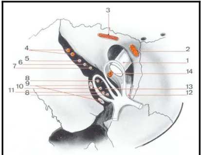 Figure 4 :L’orifice de passage orbitaire du nerf optique (1) 