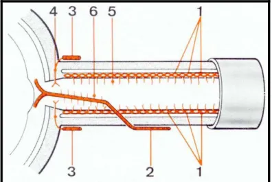 Figure 8 : Vascularisation artérielle   de la partie intra-orbitaire du nerf optique (1) 