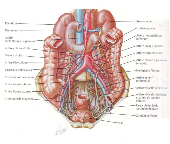 Figure 1 : Disposition et rapports des reins (2) 