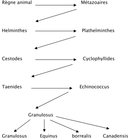 Figure 5 : Classification du tænia Echinococcus (21). 
