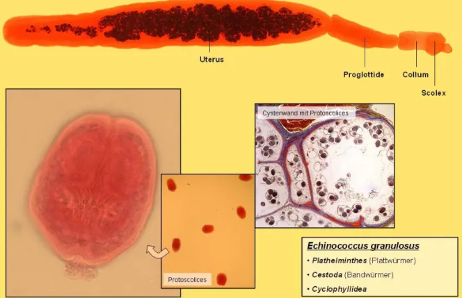 Figure 6 : Echinococcus granulosus adulte et protoscolex (122).               