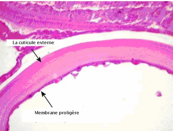 Figure 12 : Coupe transversale d’un kyste hydatique :   membrane proligère et la cuticule externe (126)