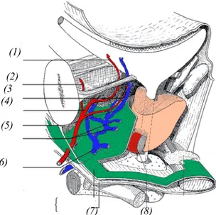 Figure 5: Vue antérolatérale des rapports antérieurs de la prostate(3) 
