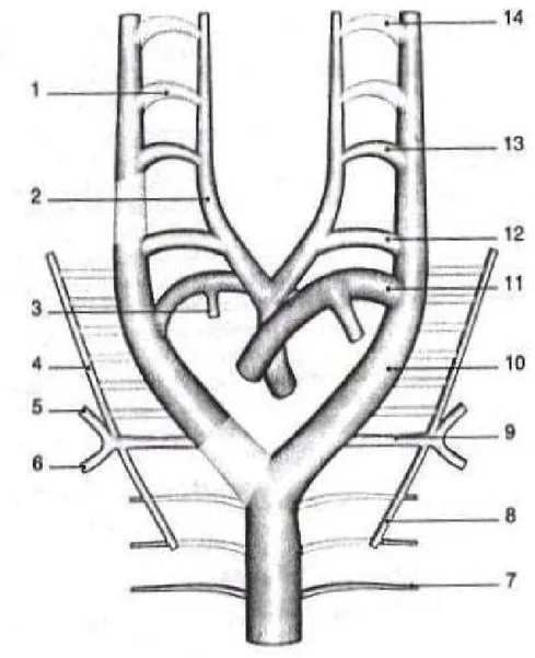 Figure 6 : Schéma de la constitution de la crosse de l’aorte à partir de la fusion des arcs  embryonnaires [5]