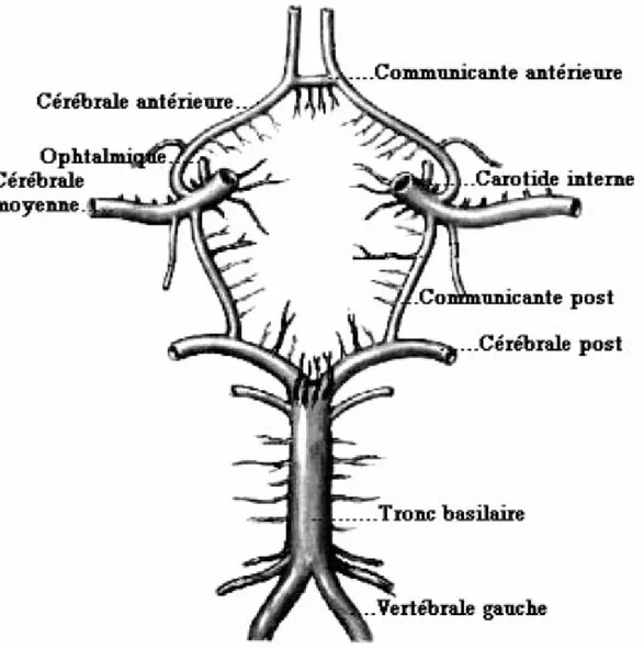 Figure 11 : Schéma du Polygone de Willis [15]. 