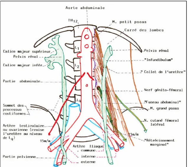 Figure 2: vue d'ensemble des 2 uretères: rapports postérieurs 