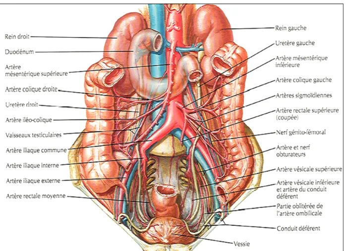 Figure 3: Vue antérieure des uretères chez l'homme. 