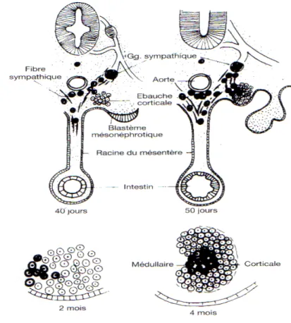 Figure n° 7 : Organogénèse des surrénales 