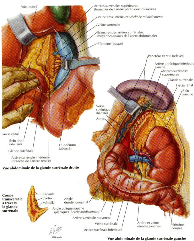 Figure n° 8 : Vue abdominale des glandes surrénales 