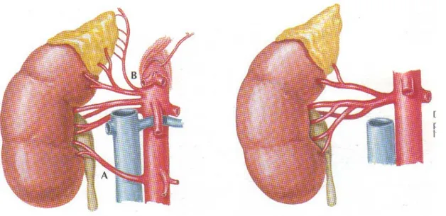 Figure n° 10 : Variations anatomiques de l’artère rénale 