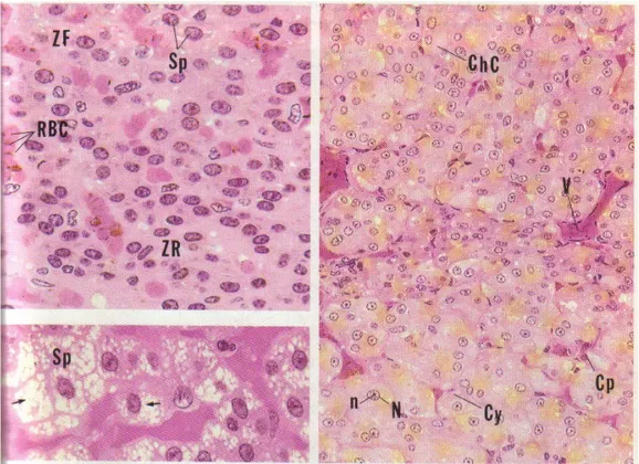 Figure n° 12 : Histologie de la glande surrénale (3) 