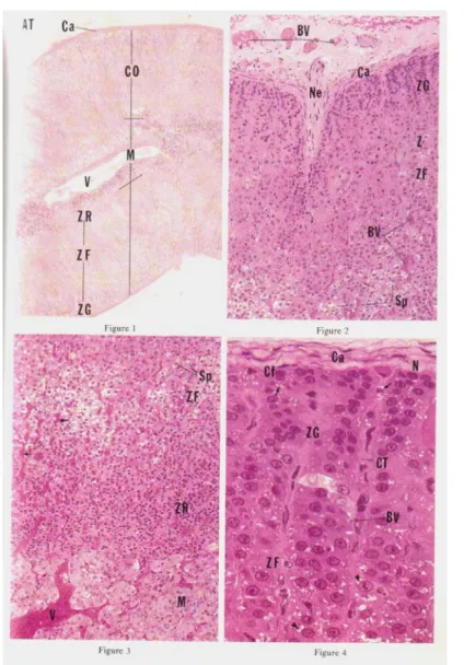Figure n°13 : Histologie de la glande surrénale (3)  ZR : zone réticulée  ZF : zone fasciculée             ZG : zone glomérulée             AT : tissu adipeux  BV : vaisseaux sanguins  Ca : capsule  Cf : fibre de collagène  Co : cortex  Ct : tissu conjonctif Cy : cytoplasme M : médullaire N : noyau n : nucléole Ne : nerfs Sp : spongiocytes V : veines 
