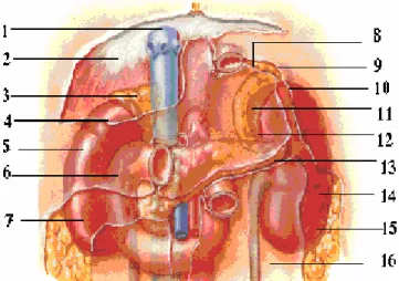 Figure 5 : Les rapports antérieurs des reins  
