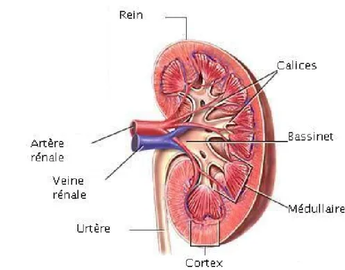 Figure 6 : Configuration interne du rein 