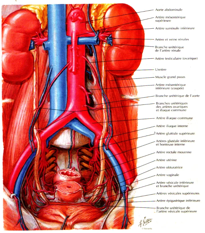 Fig 1: Anatomie des reins et de l’appareil urinaire. 