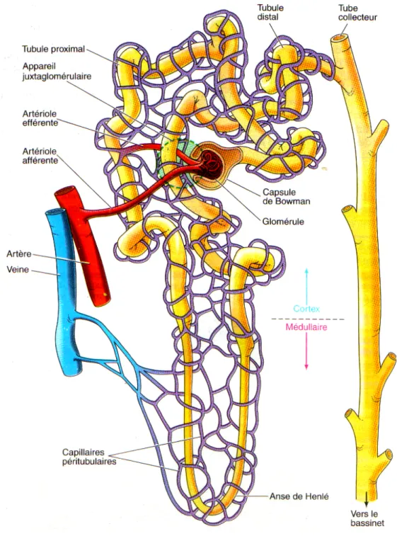 Fig 2: Structure du néphron. 