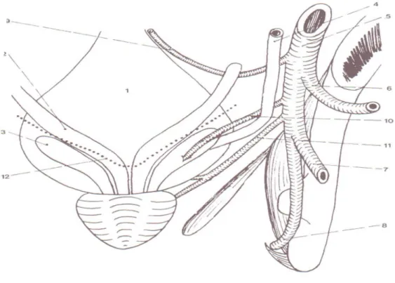 Fig 4: schéma des Rapports de l’uretère pelvien chez l’homme. 